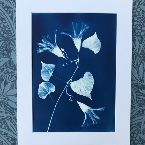 Original Art, Morning Glory flowers in Cyanotype. 