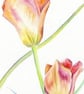 Tulip Flowers Botanical Watercolour Original Painting - Image 5