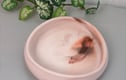 Trinket Dish & Home Accessories 