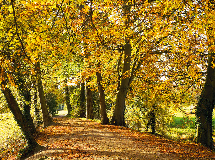 autumn landscape avenue of path footpath through between autumnal beech trees UK