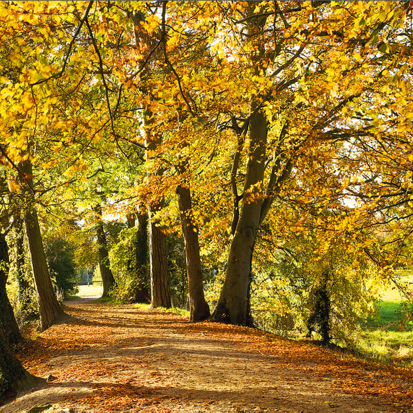 autumn landscape avenue of path footpath through between autumnal beech trees UK