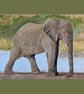 Elephant Original Painting for Nature Lovers. Gouache Painting on Tan Paper