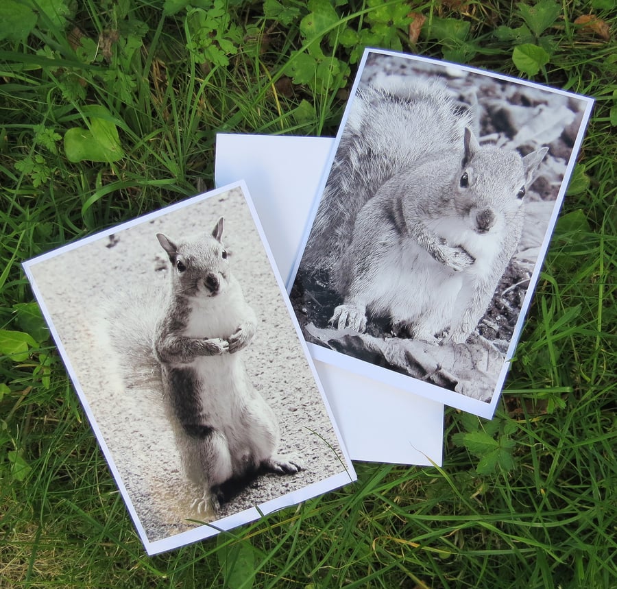 Eye Spy.  A set of two cards, each featuring an original photograph.  Squirrels.