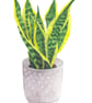 Snake Plant Botanical Art Houseplant Digital Print - Image 2