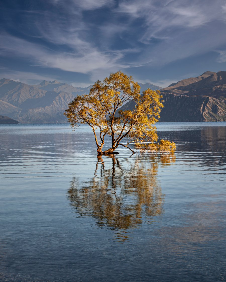 Wall art print of the world famous Wanaka Tree, South Island, New Zealand.