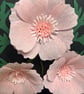 Crepe paper flower picture - Image 3