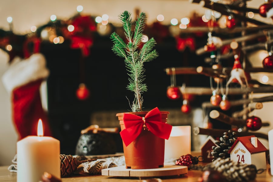 20 x Grow Your Own Christmas Tree Seed Packets