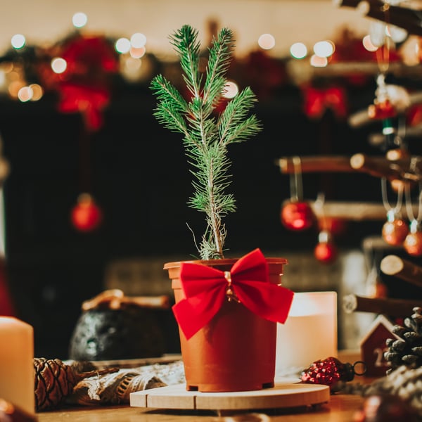 20 x Grow Your Own Christmas Tree Seed Packets