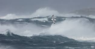 Storm Gull