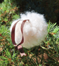  Real wool Christmas bauble, Safe for pets and children for cosy interiors - Image 10