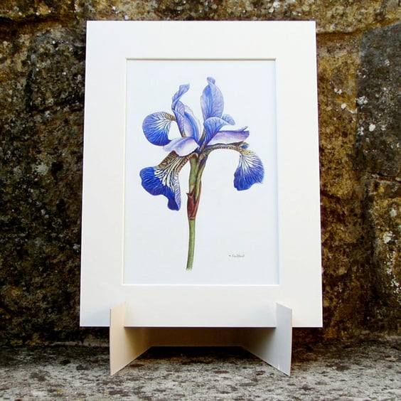 Purple Iris Flower Original Coloured Pencil Drawing