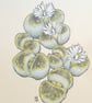 Lithops plant drawing, small stone plant artwork, botanical wall art - Image 6
