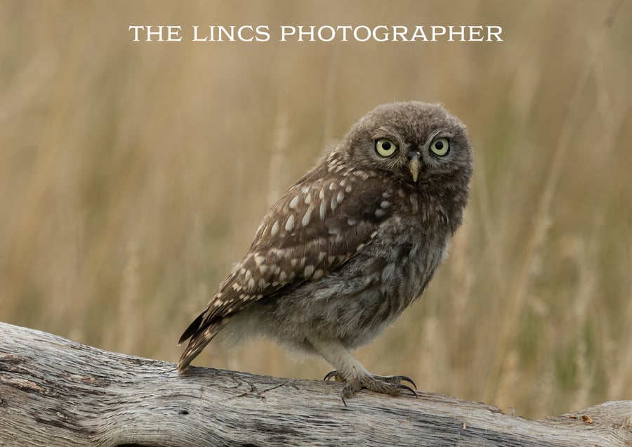 Little Owl print (Limited edition of 10)