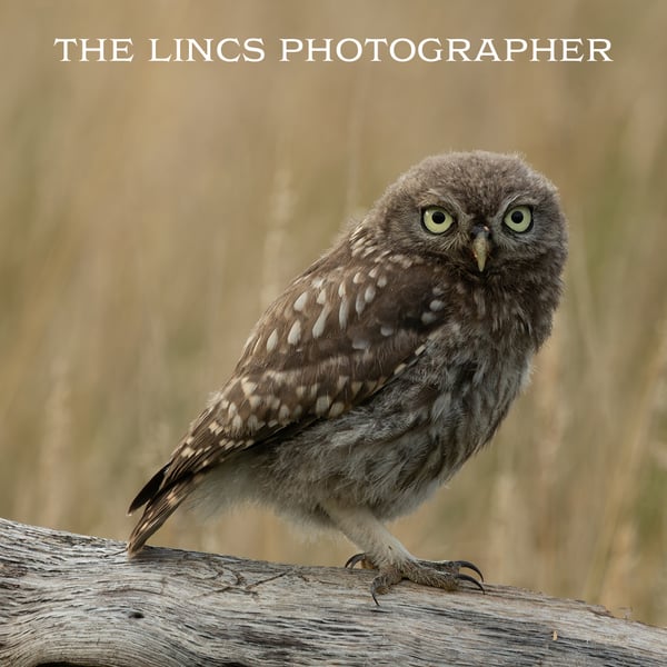 Little Owl print (Limited edition of 10)
