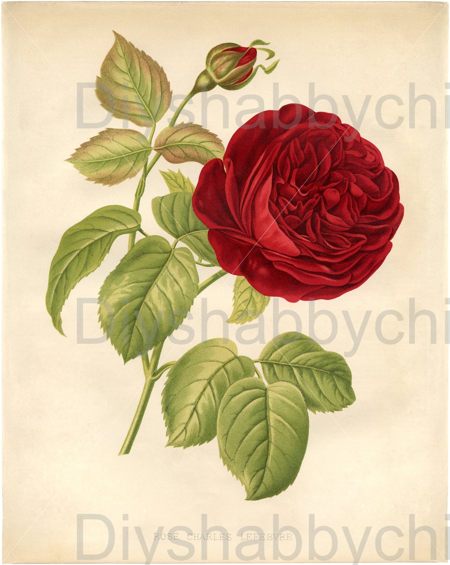 Waterslide Wood Furniture Vintage Image Transfer Shabby Chic Red Rose Botanical