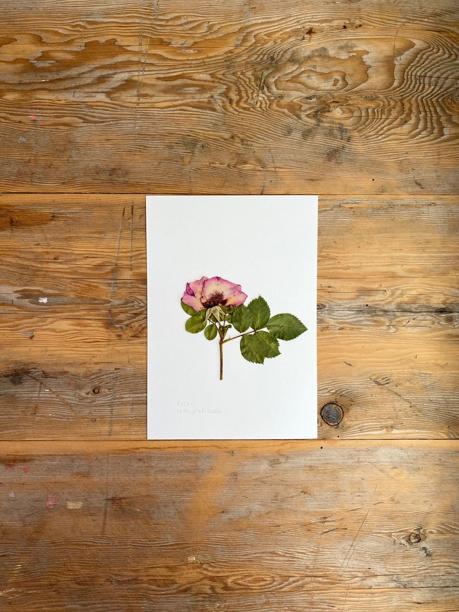 Pressed Rose flower - A5