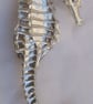 Seahorse pewter brooch