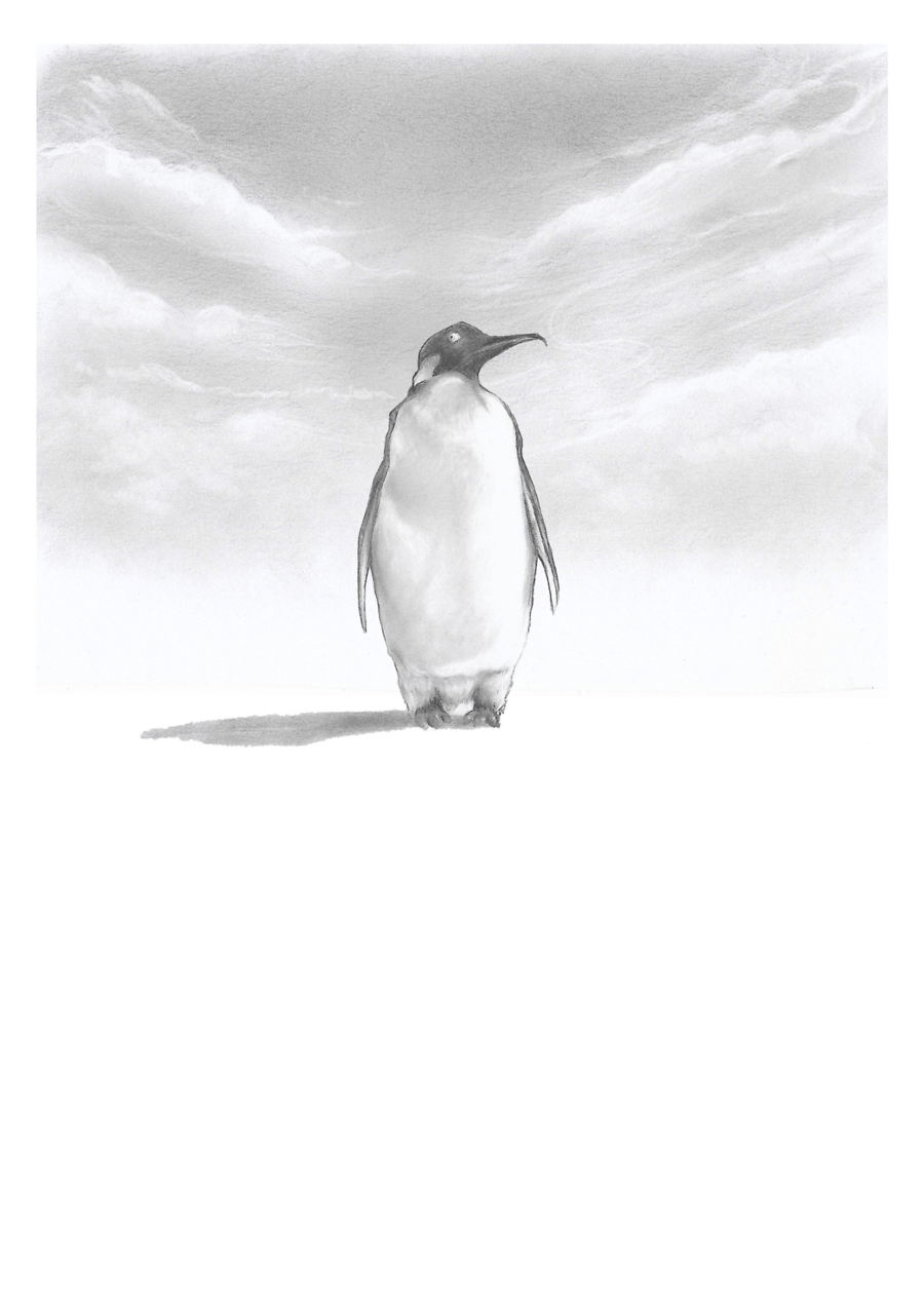 Penguin greeting card, bird art, birthday, thank you, occasion, blank card, 