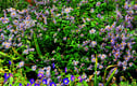 Flower Floral Photographs Prints