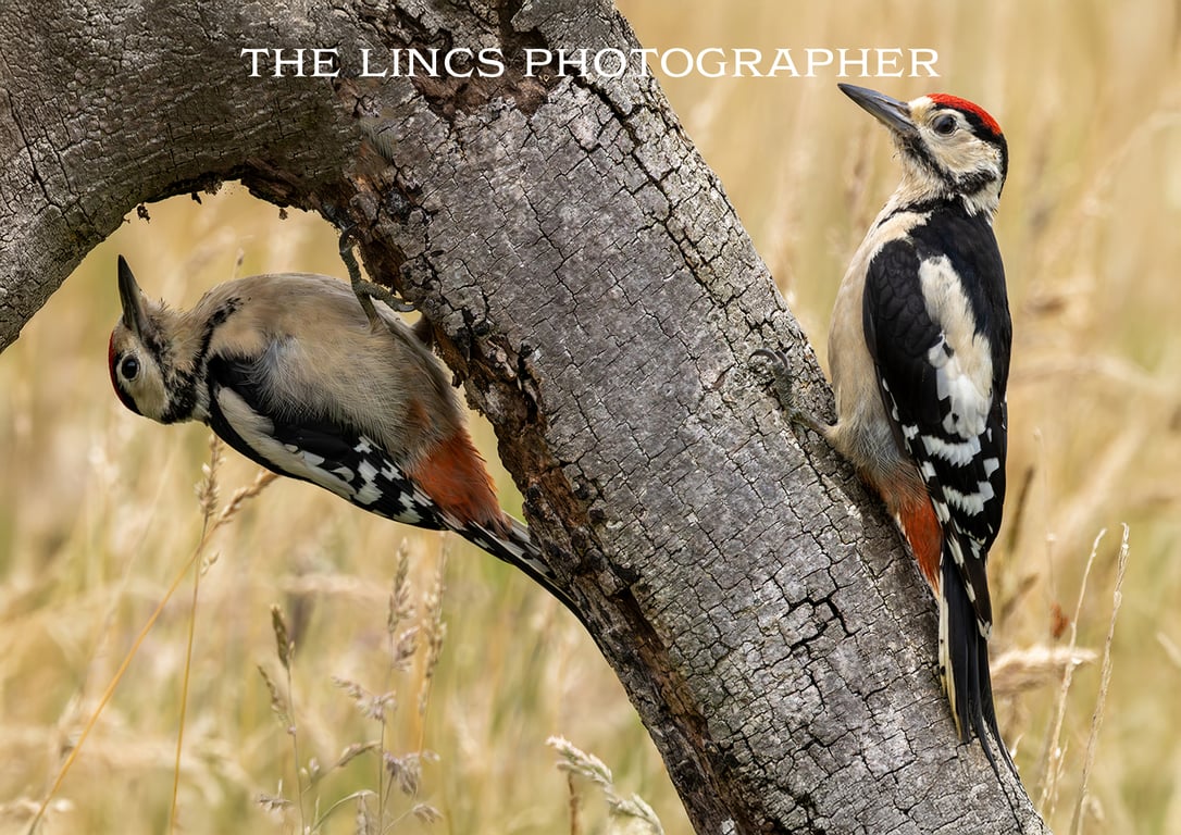 Woodpecker print (Limited edition of 10)