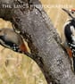 Woodpecker print (Limited edition of 10)
