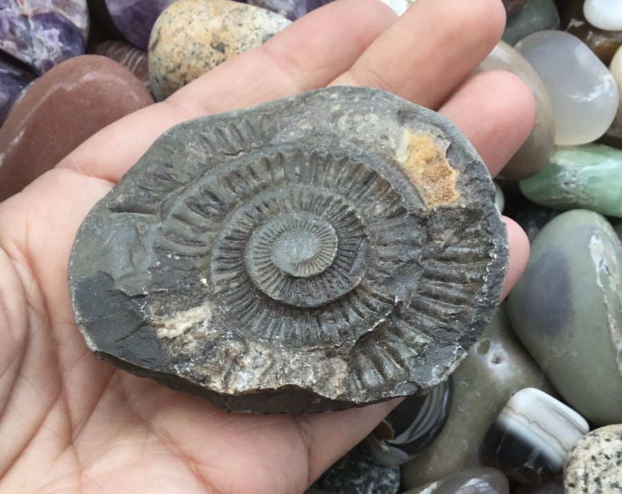 Rounded Ammonite Fossil in Relief! For Crafting Project or Photography Prop!