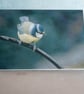 4 Blue Tit Greetings Cards - Ethically Made - Image 5