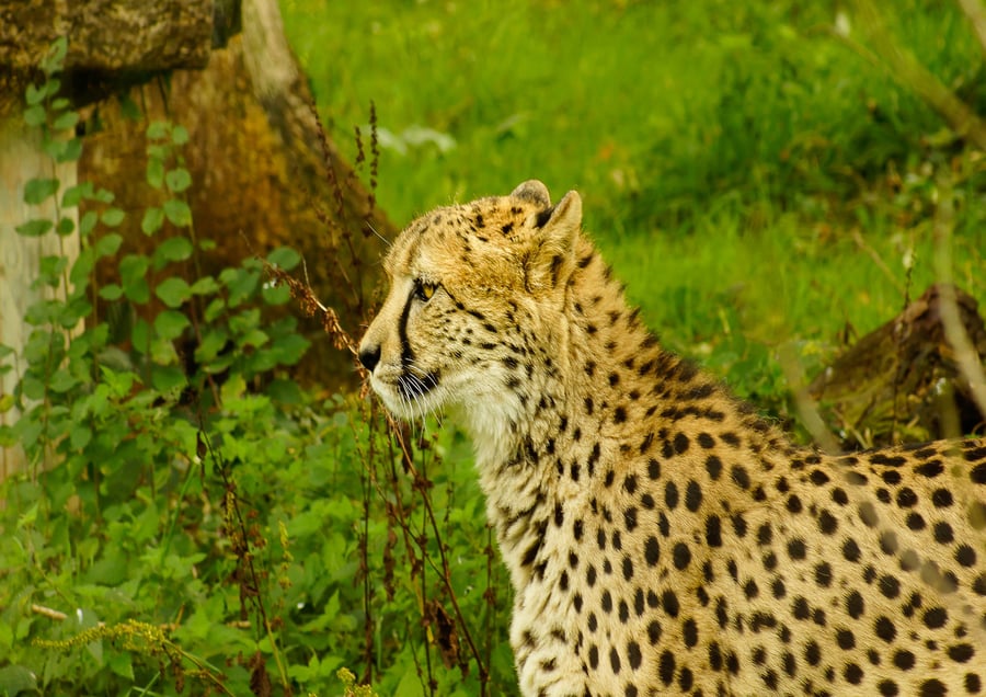 Original Hand-Signed Mounted Photo of a Cheetah