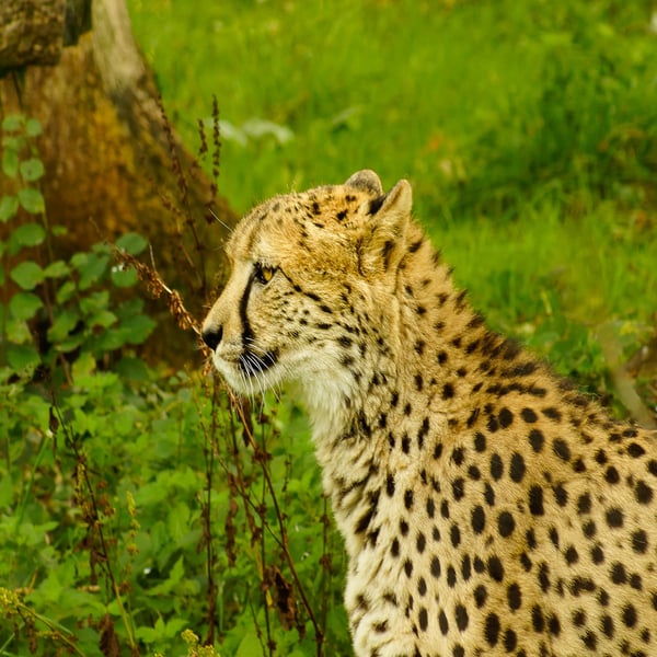 Original Hand-Signed Mounted Photo of a Cheetah