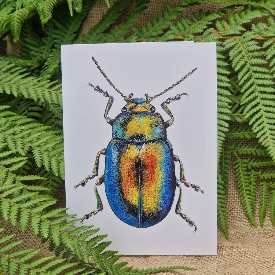 Tansy beetle card