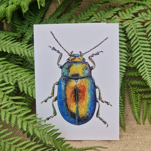 Tansy beetle card