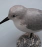 Sanderling on oyster shell - Image 4