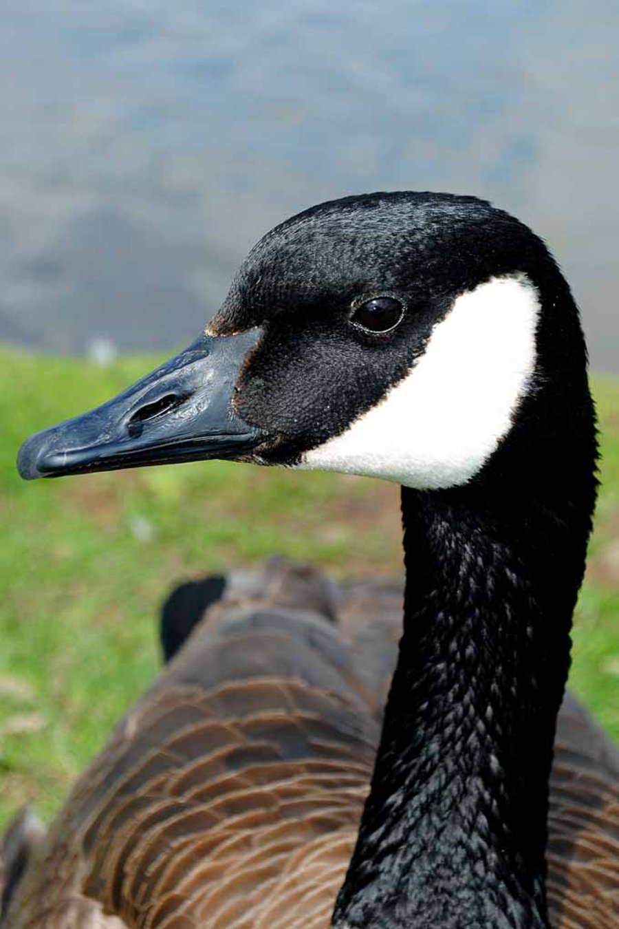 Canada Goose Canadian Geese Wild Bird 12"x18" Print