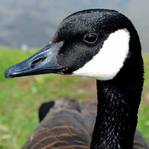 Canada Goose Canadian Geese Wild Bird 12"x18" Print