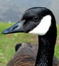 Canada Goose Canadian Geese Wild Bird 12"x18" Print - Image 1