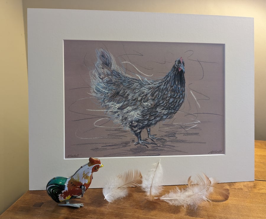 Bluebell Hen, an A4 mounted print of an original drawing