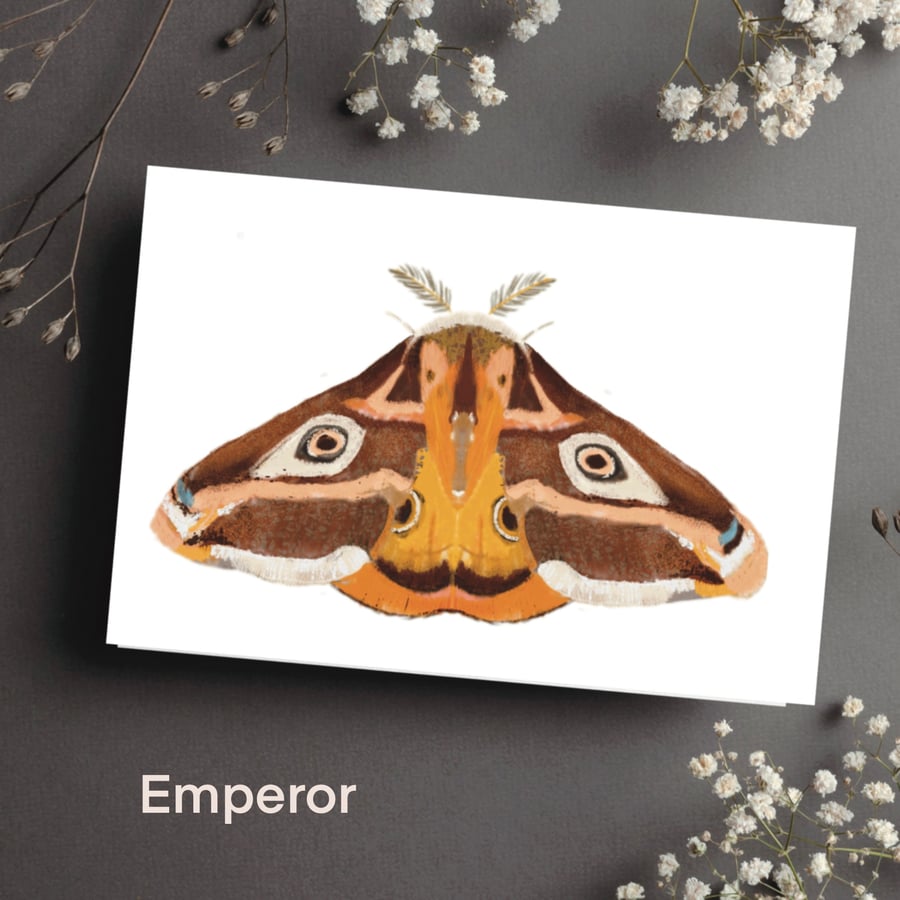 Butterfly Moth Blank Cards Notelets