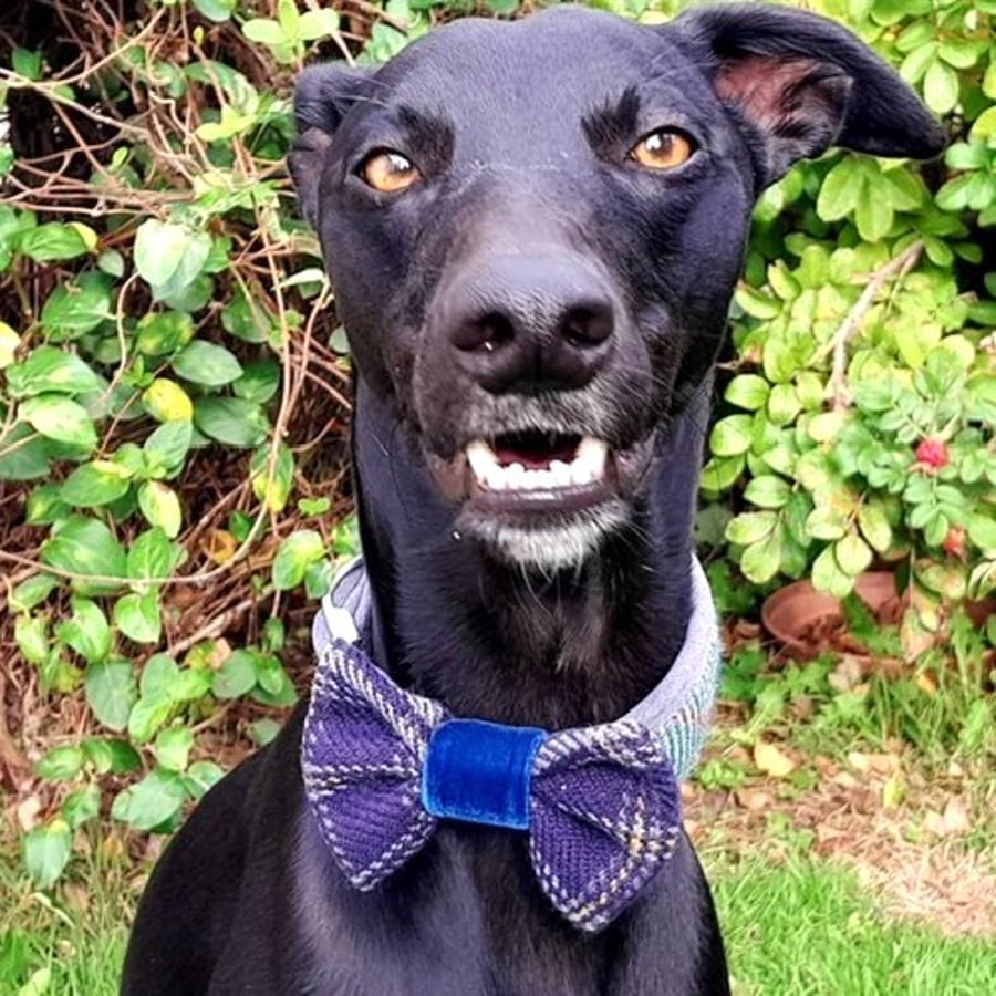 Harris Tweed Dog Bow with Velvet Centre