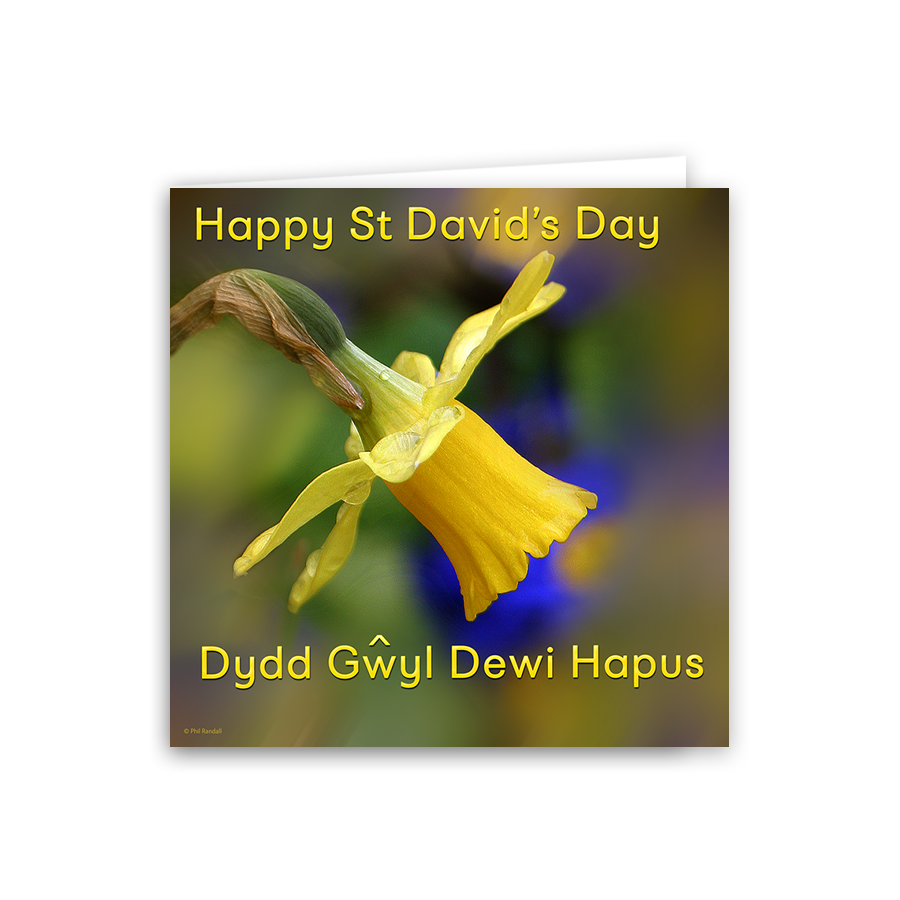 St David's Day Daffodil