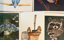 Greeting Cards Artwork 