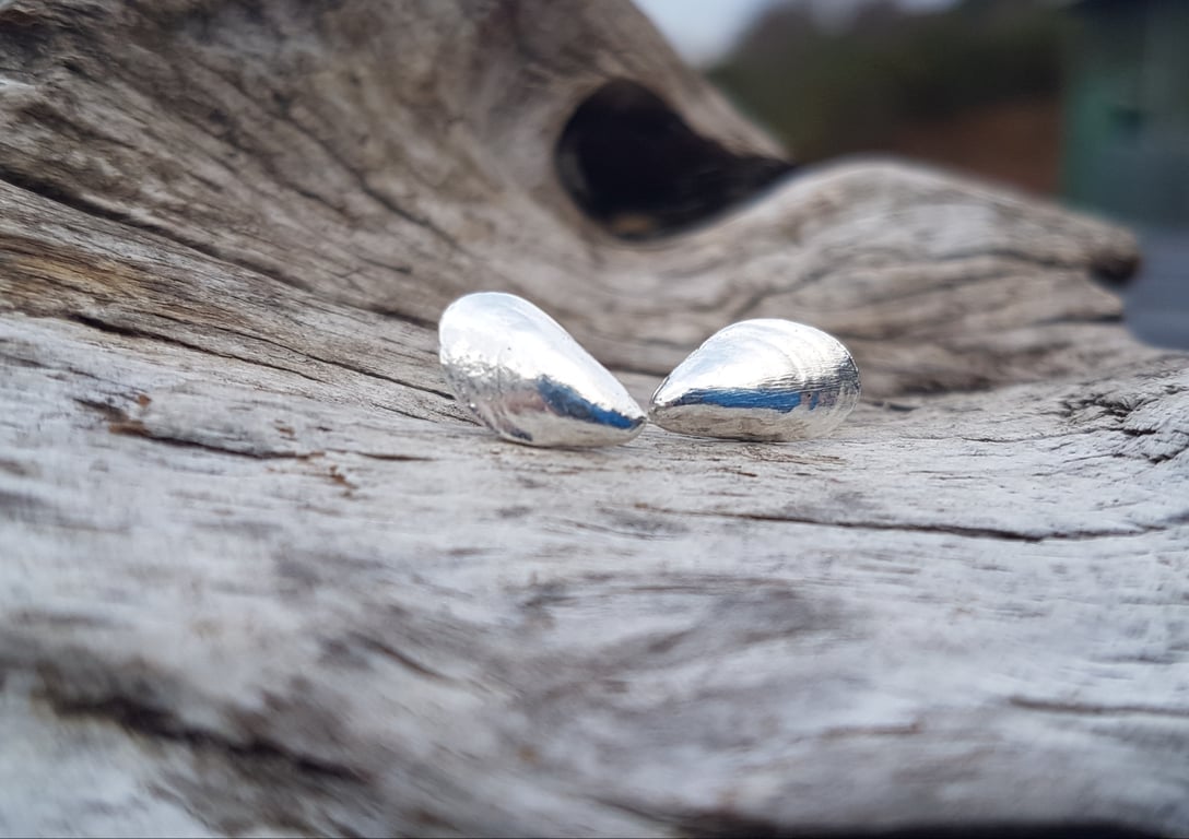 Muscle Shells Ear Studs