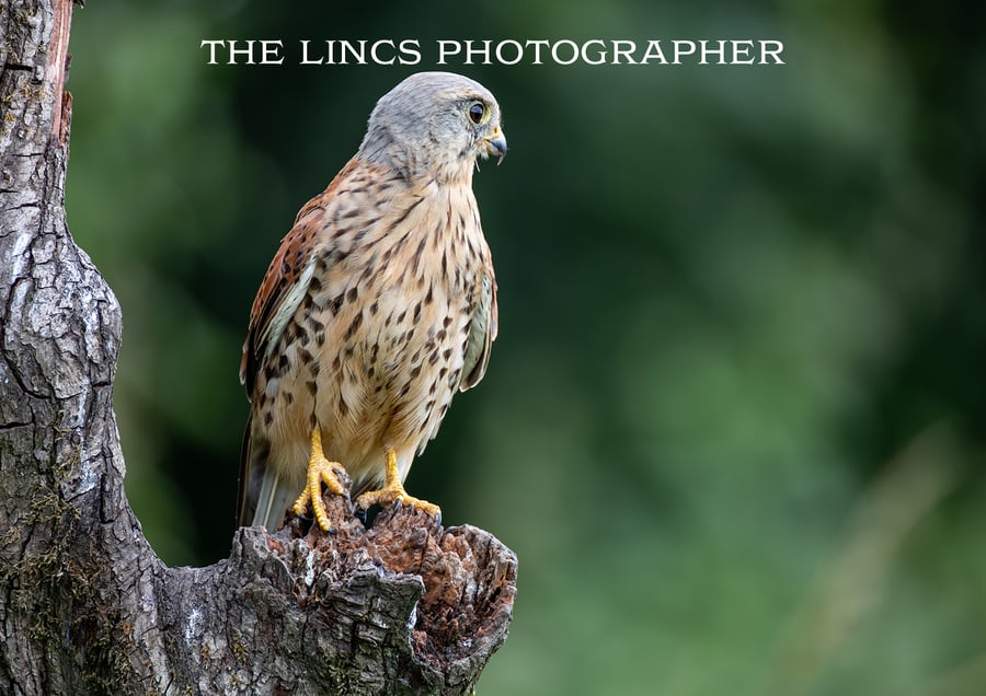 Kestrel print (Limited edition of 10)