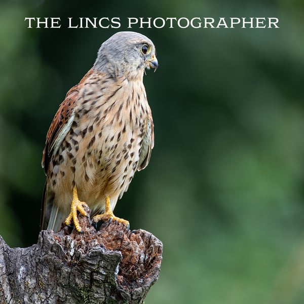 Kestrel print (Limited edition of 10)