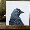 Jackdaw Portrait Painting 