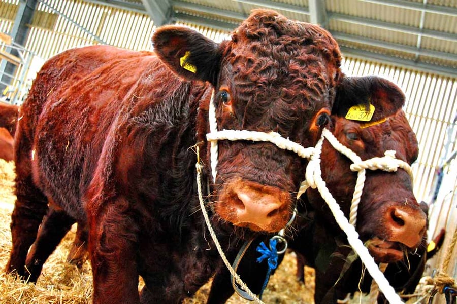 Pedigree Red Ruby Devon Cow Photograph Print