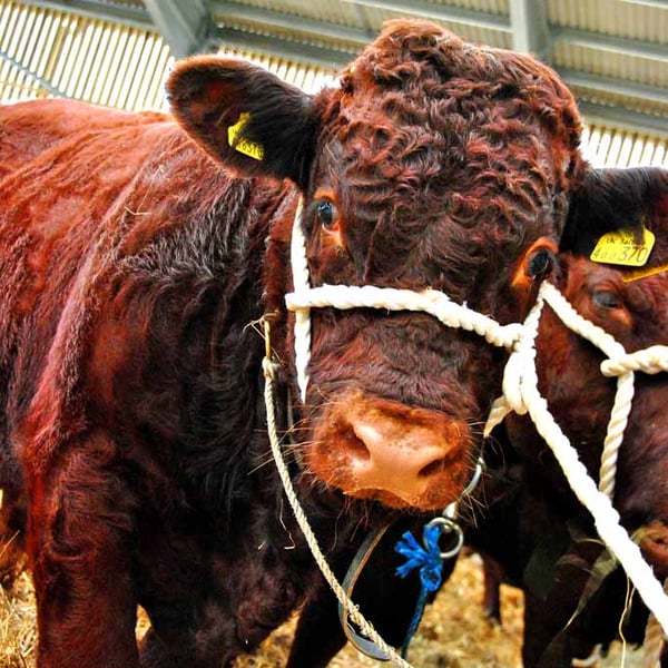 Pedigree Red Ruby Devon Cow Photograph Print