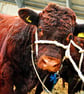 Pedigree Red Ruby Devon Cow Photograph Print - Image 1