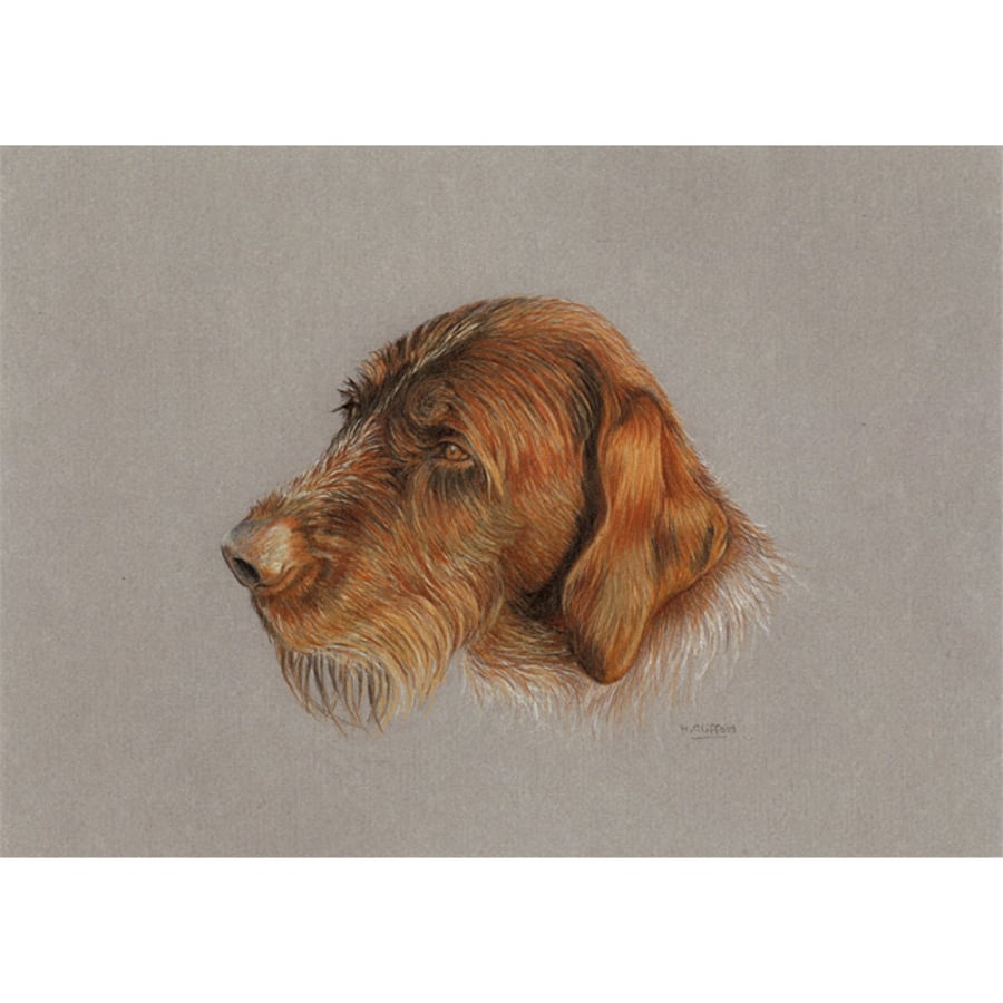 Wirehaired Pointer Dog Fine Art Print