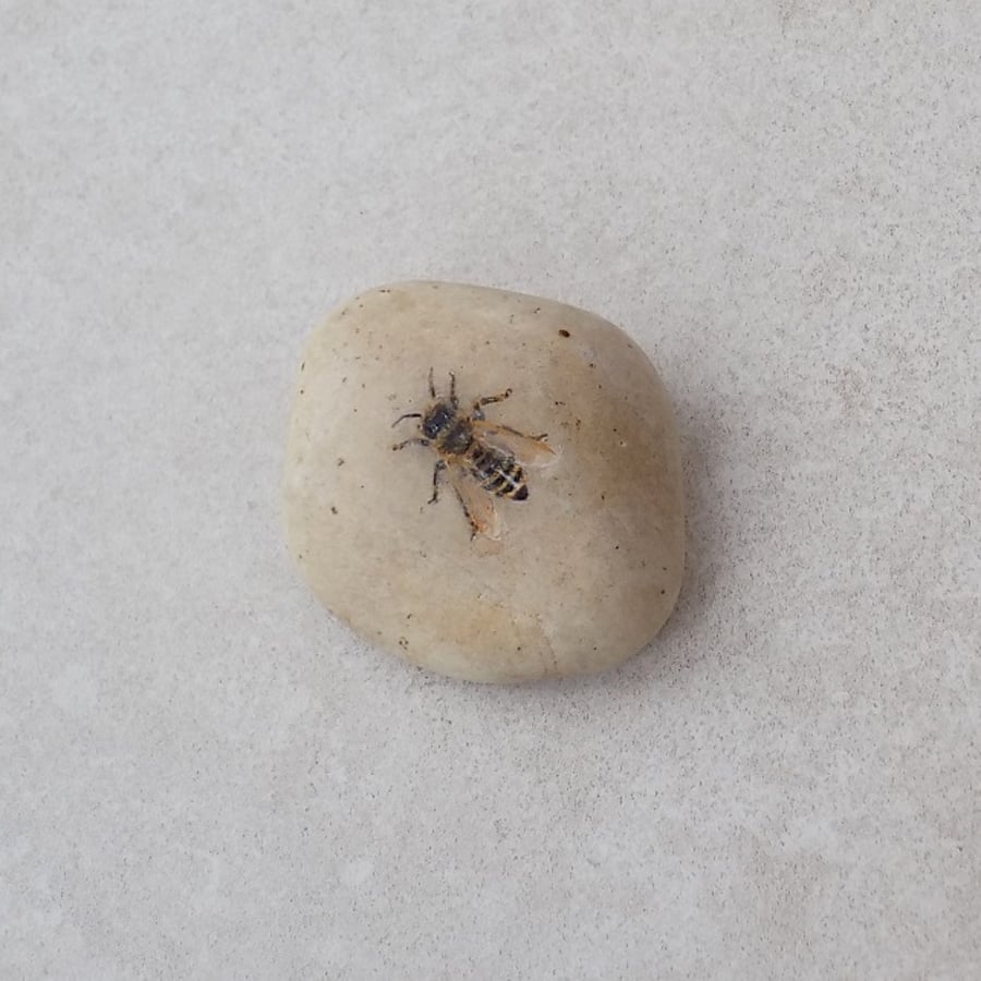 Painted Stone 'Honey Bee'