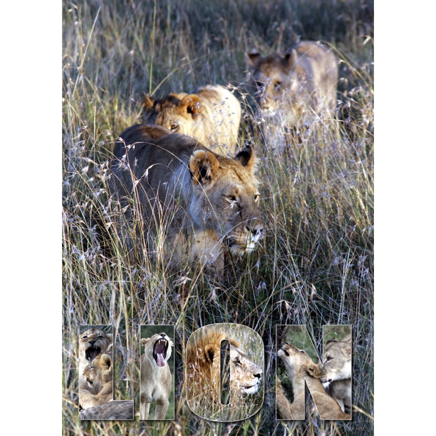 4 - WANDERING LIONS A3 POSTER
